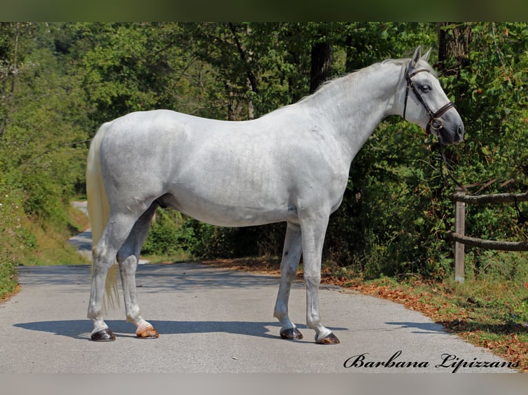 Lipizzaner Gelding 5 years 15,3 hh Gray in Radovljica