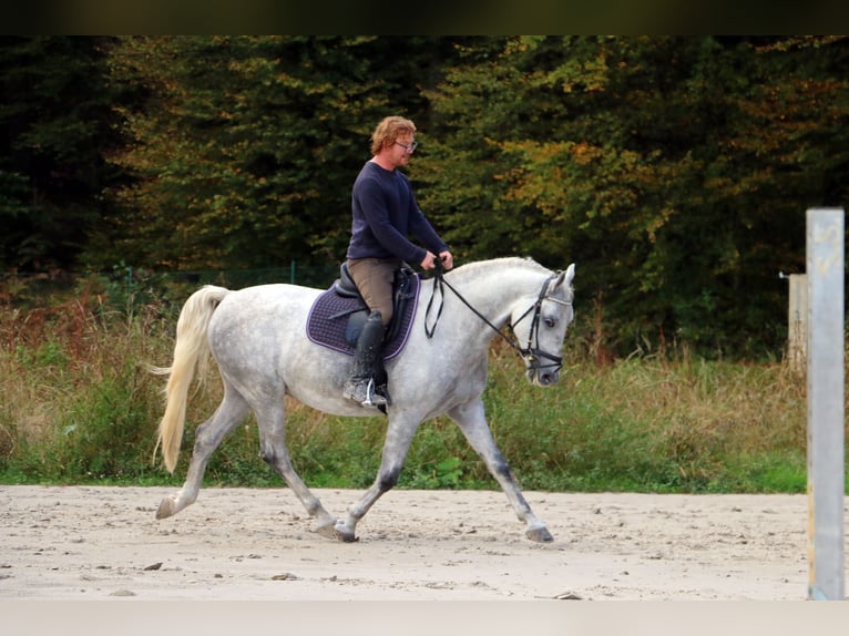 Lipizzaner Gelding 5 years 15,3 hh Gray in Radovljica