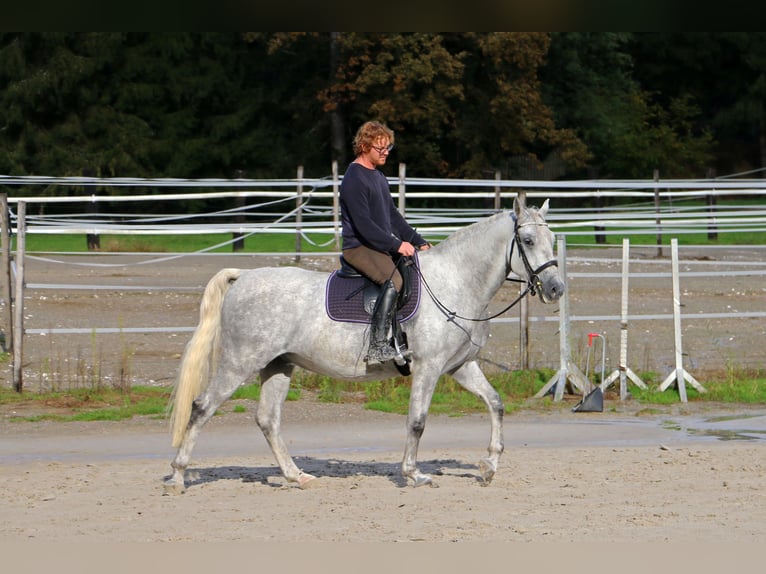 Lipizzaner Gelding 5 years 15,3 hh Gray in Radovljica