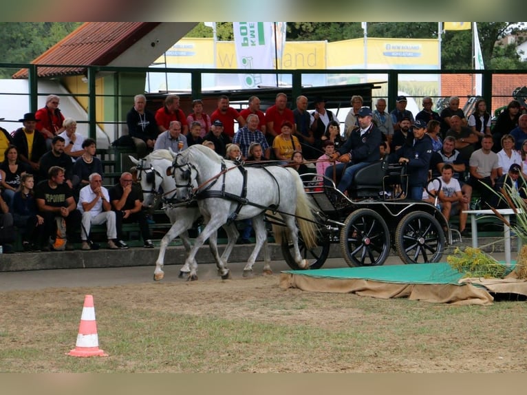 Lipizzaner Gelding 5 years 15,3 hh Gray in Radovljica