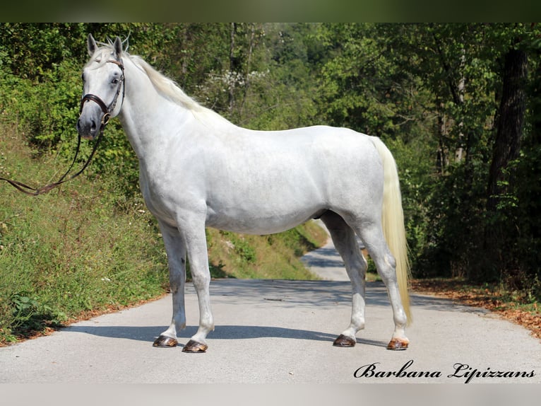 Lipizzaner Gelding 5 years 15,3 hh Gray in Radovljica