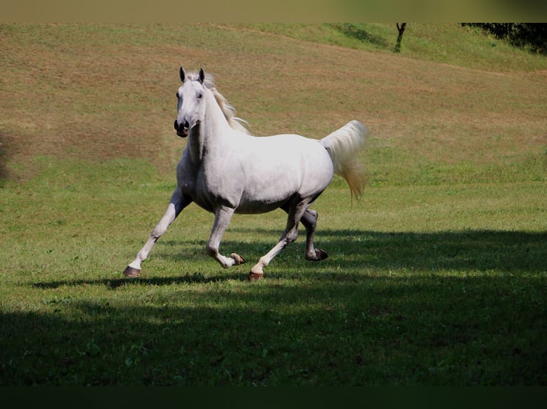 Lipizzaner Gelding 5 years 15,3 hh Gray in Radovljica