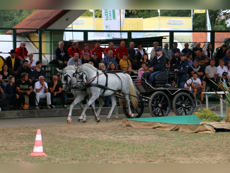 Lipizzaner Gelding 5 years 15,3 hh Gray in radovljica