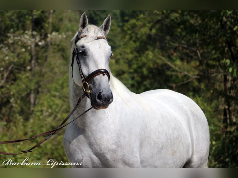 Lipizzaner Gelding 5 years 15,3 hh Gray in radovljica