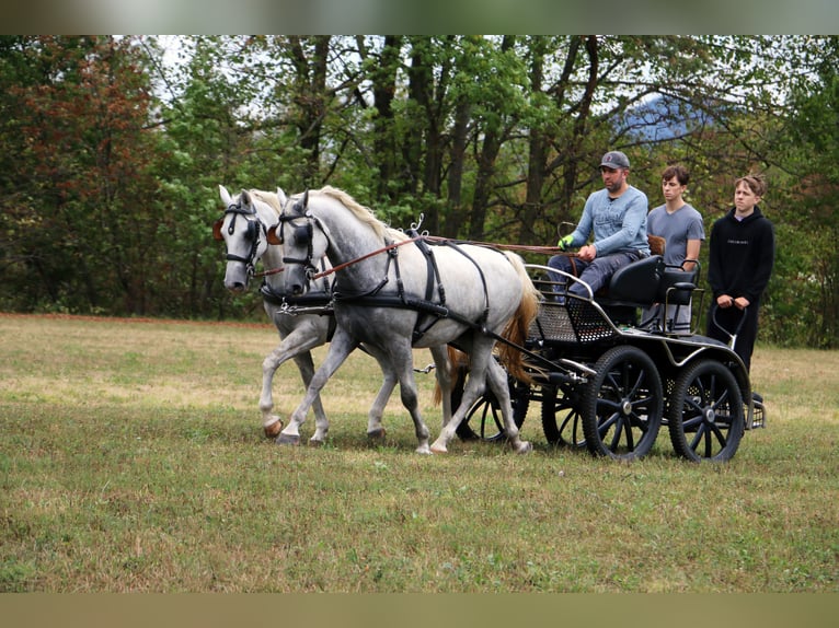 Lipizzaner Gelding 5 years 15,3 hh Gray in radovljica