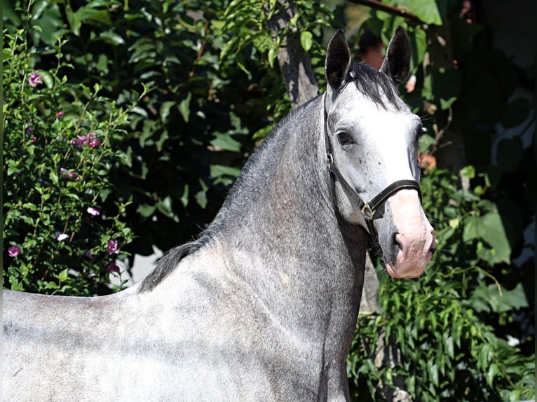 Lipizzaner Gelding 5 years 15,2 hh Grey in Ljubljana