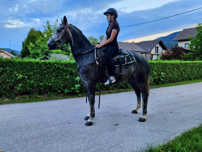 Lipizzaner Gelding 5 years 15,2 hh Grey-Dapple in Sodražica