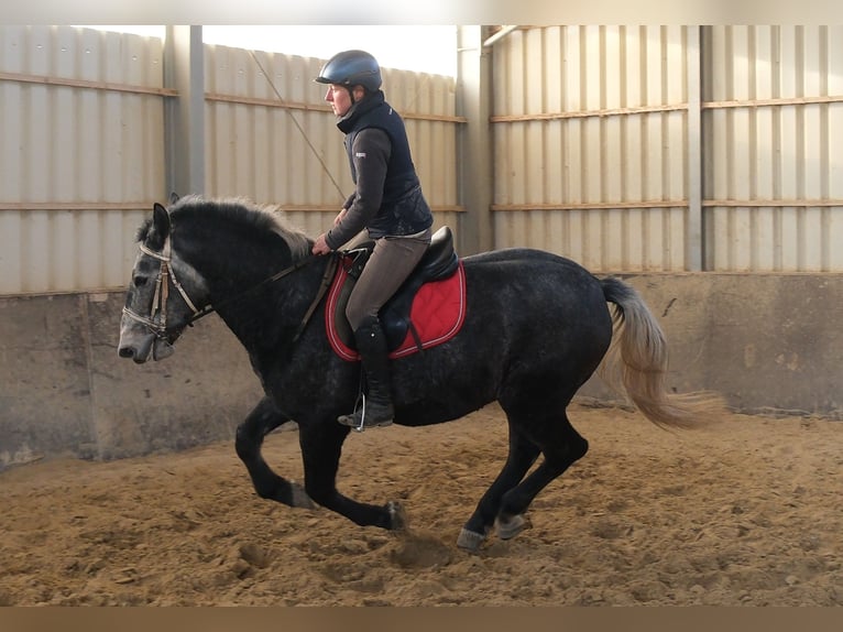 Lipizzaner Gelding 5 years 15,2 hh Grey-Dark-Tan in Buttstädt