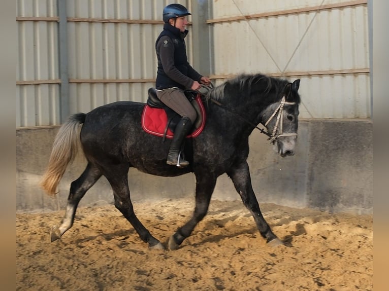 Lipizzaner Gelding 5 years 15,2 hh Grey-Dark-Tan in Buttstädt