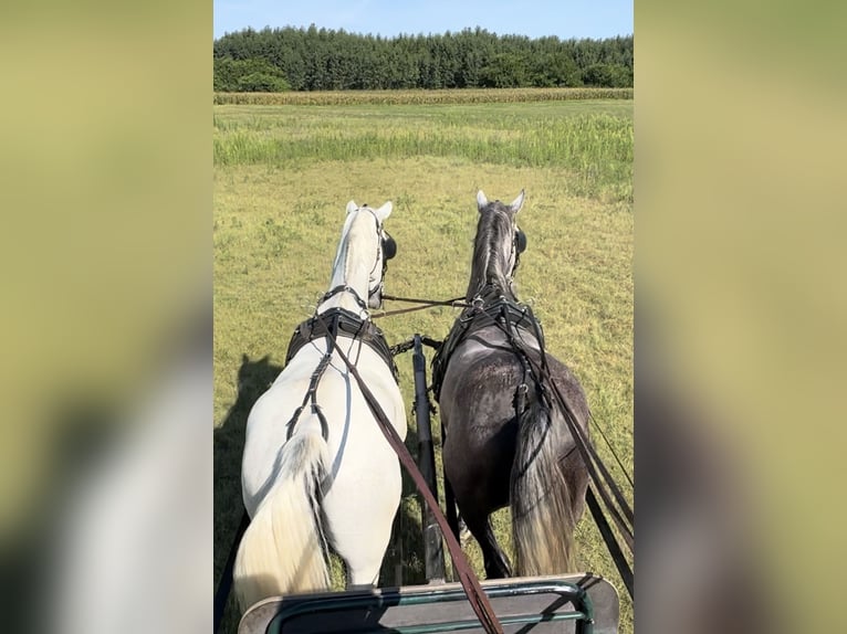 Lipizzaner Gelding 5 years 16 hh Gray in Nagykáta