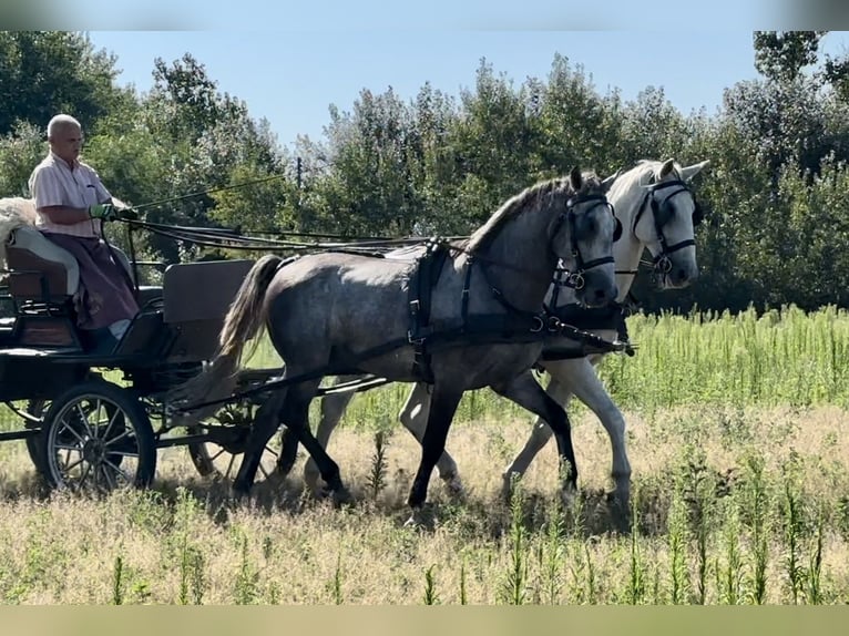 Lipizzaner Gelding 5 years 16 hh Gray in Nagykáta