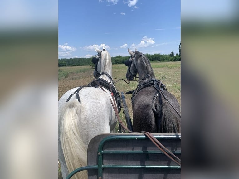 Lipizzaner Gelding 5 years 16 hh Gray in Nagykáta