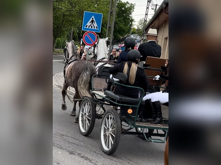 Lipizzaner Gelding 5 years 16 hh Gray in Nagykáta