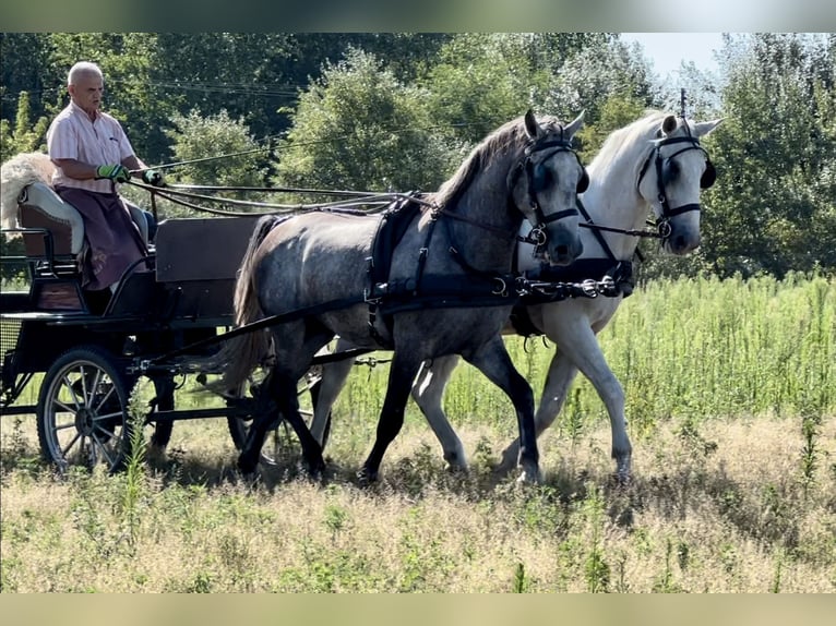 Lipizzaner Gelding 5 years 16 hh Gray in Nagykáta