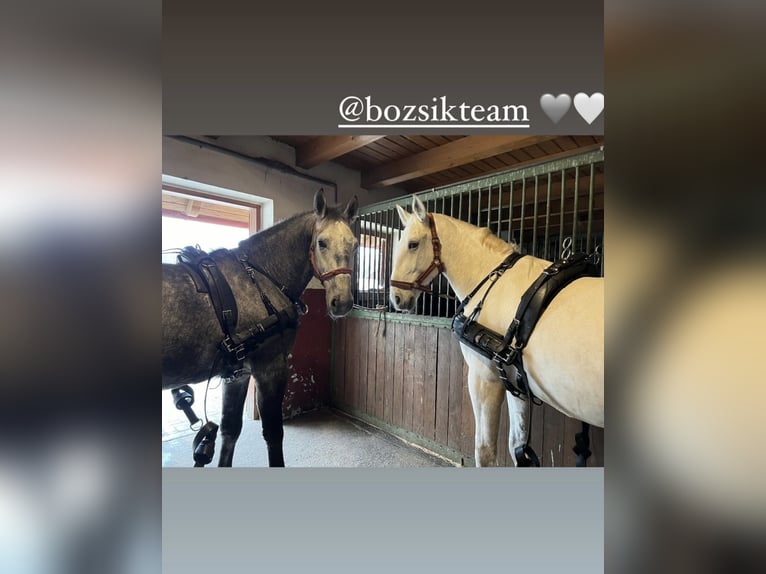 Lipizzaner Gelding 5 years 16 hh Gray in Nagykáta