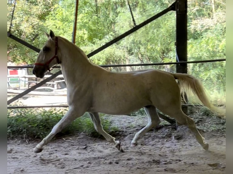 Lipizzaner Gelding 5 years 16 hh Gray in Nagykáta