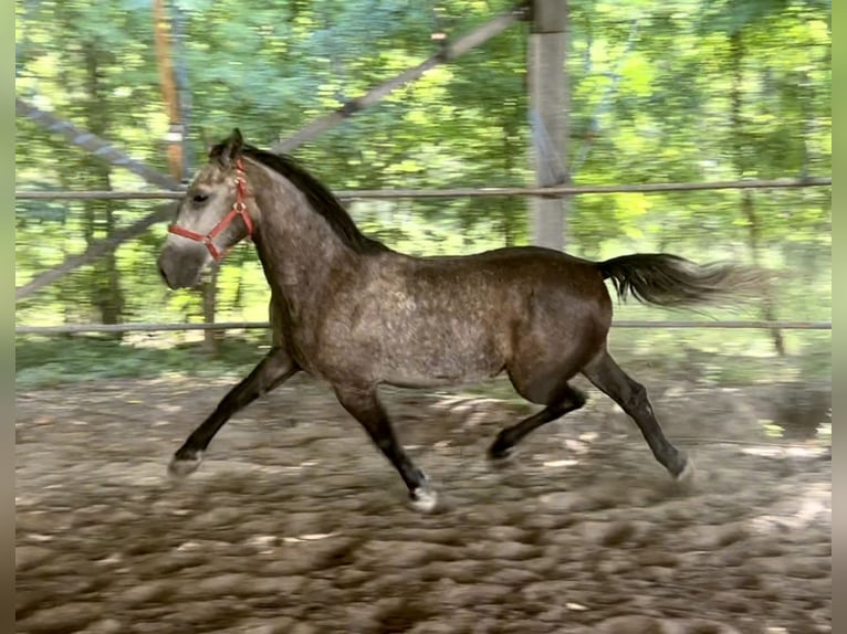 Lipizzaner Gelding 5 years 16 hh Gray in Nagykáta