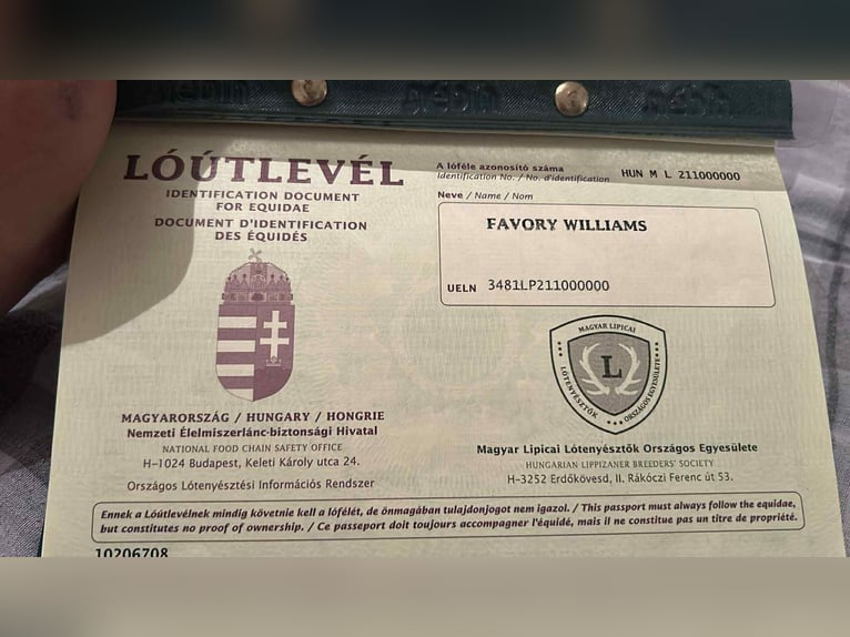 Lipizzaner Gelding 5 years 16 hh Grey in Babina Greda