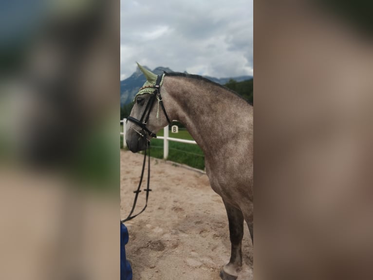 Lipizzaner Gelding 6 years 14,2 hh Gray-Red-Tan in Bad Aussee