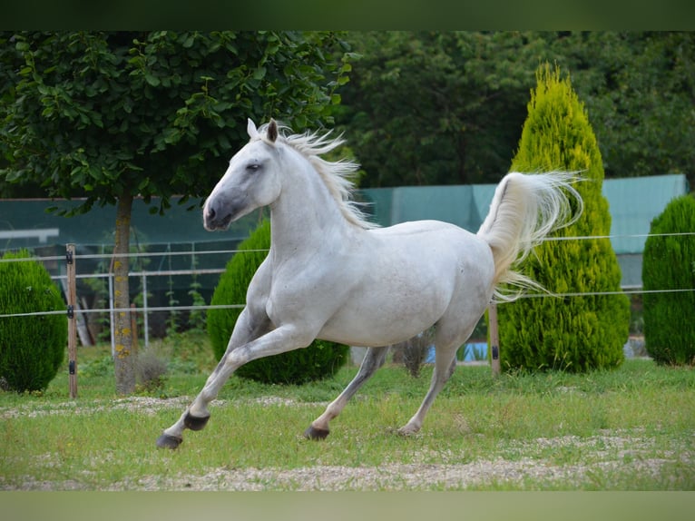 Lipizzaner Gelding 6 years 14,1 hh Grey in Ptuj