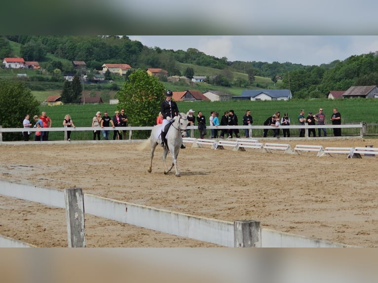 Lipizzaner Gelding 6 years 14,1 hh Grey in Ptuj