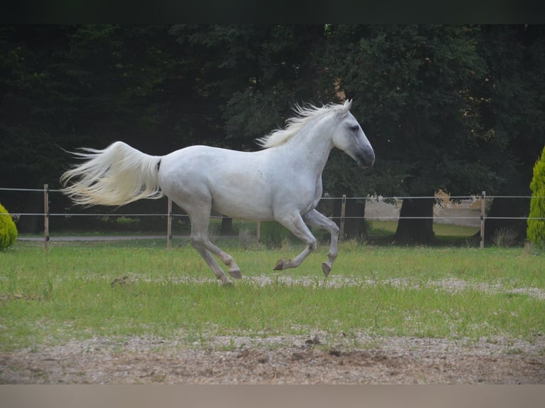 Lipizzaner Gelding 6 years 14,1 hh Grey in Ptuj