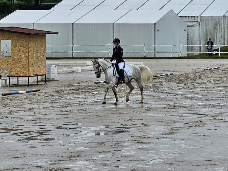 Lipizzaner Gelding 6 years 14,1 hh Grey in Ptuj