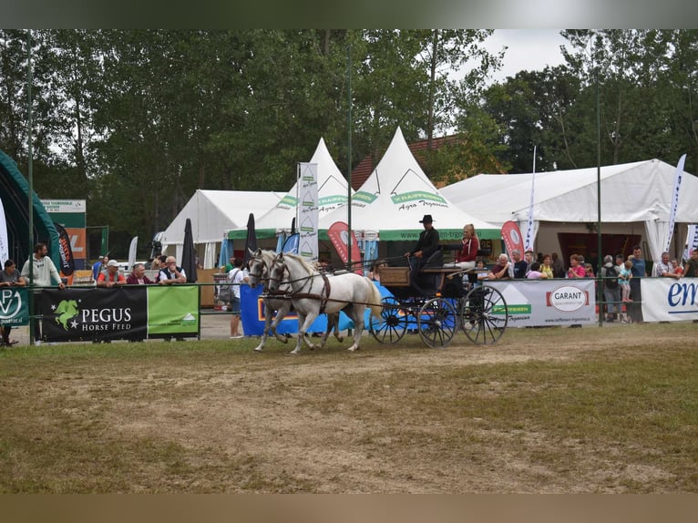 Lipizzaner Gelding 6 years 14,1 hh Grey in Ptuj
