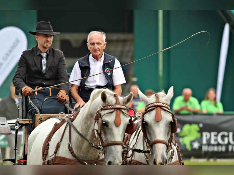 Lipizzaner Gelding 6 years 14,1 hh Grey in Ptuj