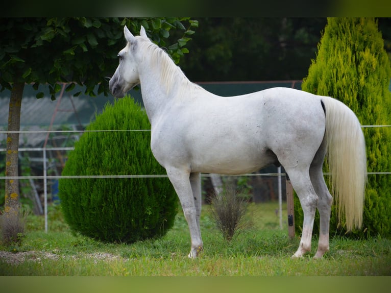 Lipizzaner Gelding 6 years 14,1 hh Grey in Ptuj