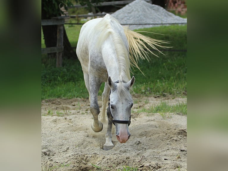 Lipizzaner Gelding 6 years 14,1 hh Grey in Ptuj