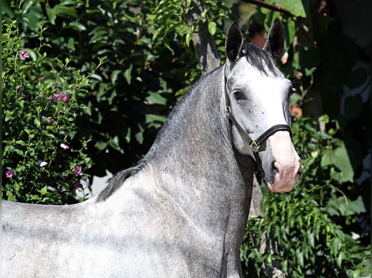 Lipizzaner Gelding 6 years 15,2 hh Gray in Ljubljana