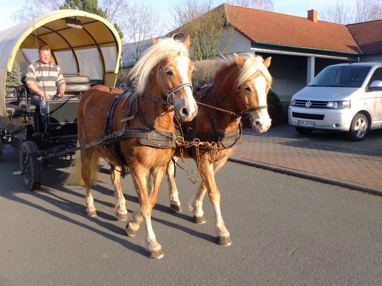 Lipizzaner Mix Gelding 6 years 15,2 hh Gray-Dapple in Buttstädt