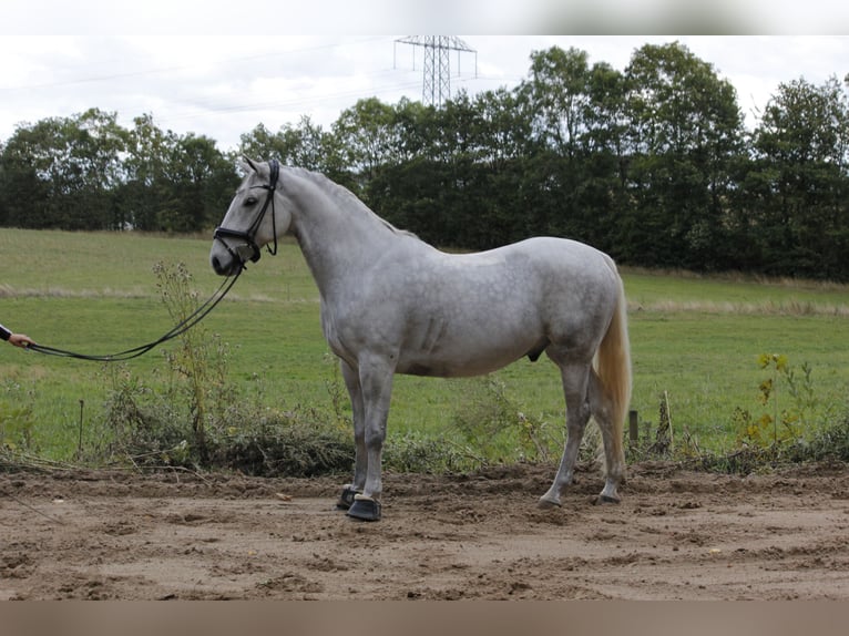 Lipizzaner Gelding 6 years 16 hh Can be white in Aalborg