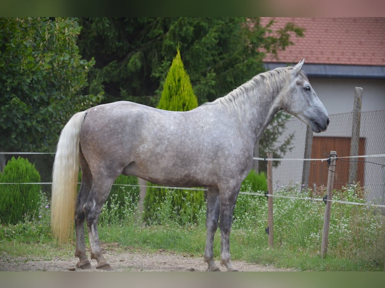 Lipizzaner Gelding 6 years 16 hh Grey in Ptuj