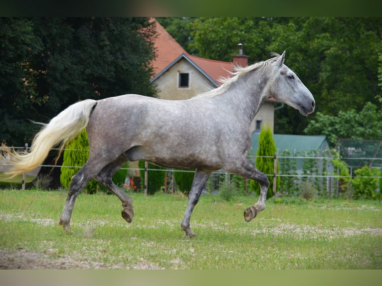 Lipizzaner Gelding 6 years 16 hh Grey in Ptuj