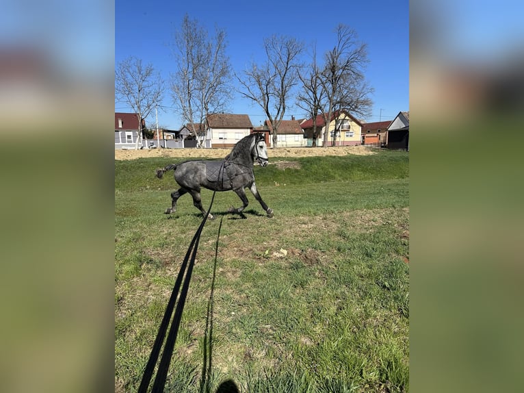 Lipizzaner Gelding 6 years 16 hh Grey in Babina Greda