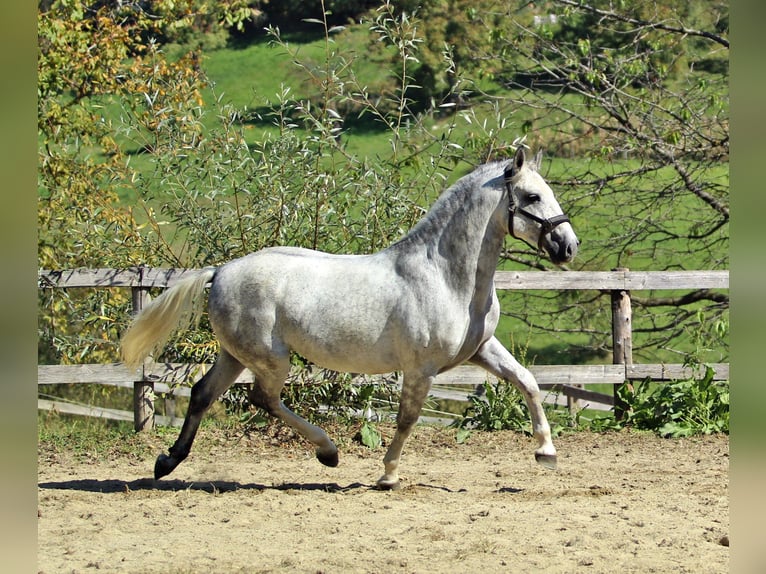 Lipizzaner Gelding 7 years 15,1 hh Gray in Ptuj