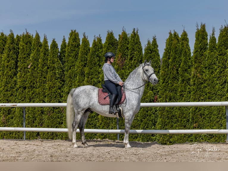 Lipizzaner Gelding 7 years 15,1 hh Gray in Ptuj