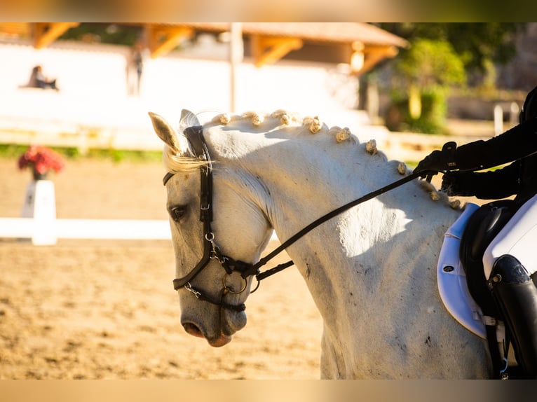 Lipizzaner Gelding 7 years 15,2 hh Gray in Vitrolles