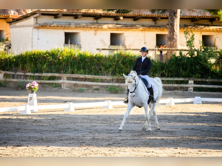 Lipizzaner Gelding 7 years 15,2 hh Gray in Vitrolles