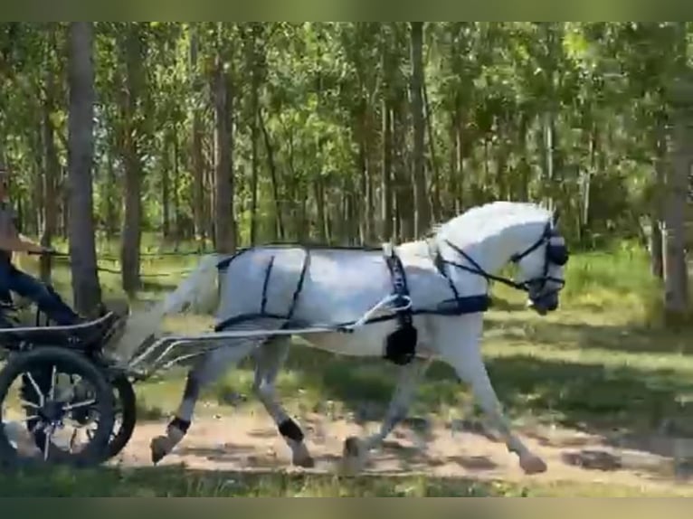 Lipizzaner Gelding 7 years 15,2 hh White in Tass