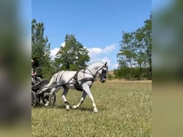 Lipizzaner Gelding 7 years 15,2 hh White in Tass