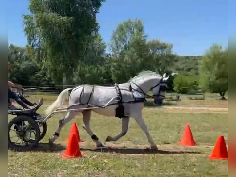 Lipizzaner Gelding 7 years 15,2 hh White in Tass