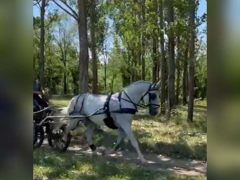Lipizzaner Gelding 7 years 15,2 hh White in Tass