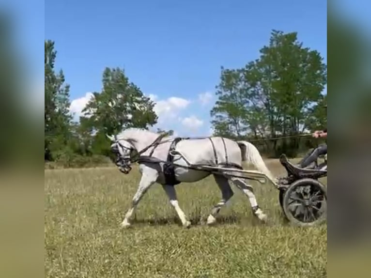 Lipizzaner Gelding 7 years 15,2 hh White in Tass