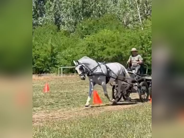 Lipizzaner Gelding 7 years 15,2 hh White in Tass