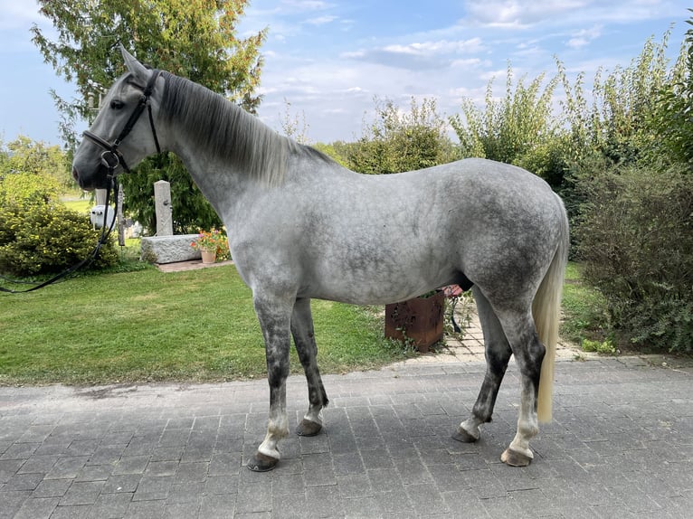 Lipizzaner Gelding 7 years 16,1 hh Gray in Seeham