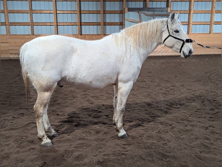 Lipizzaner Gelding 8 years 14.3 hh Grey in BC