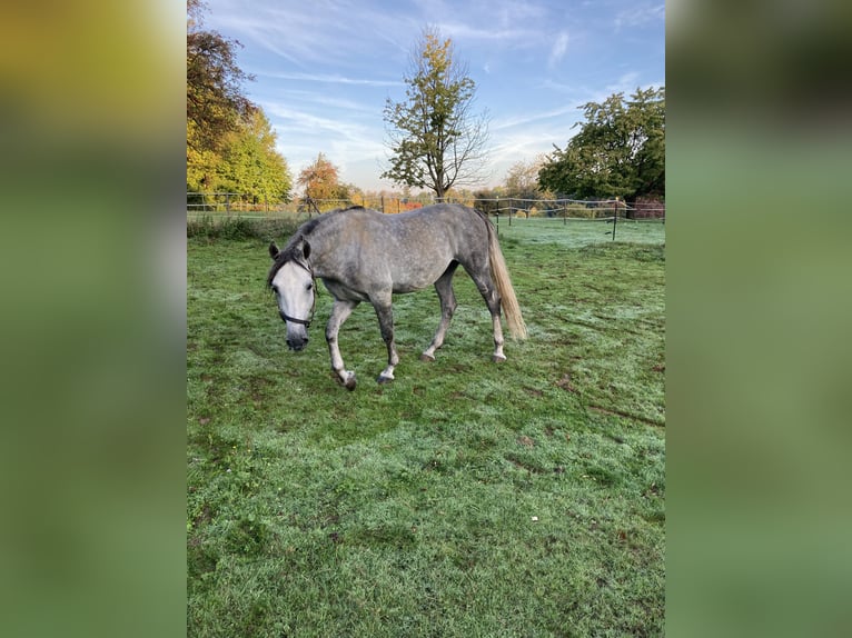 Lipizzaner Gelding 8 years 15,1 hh Gray-Dapple in Karlsruhe